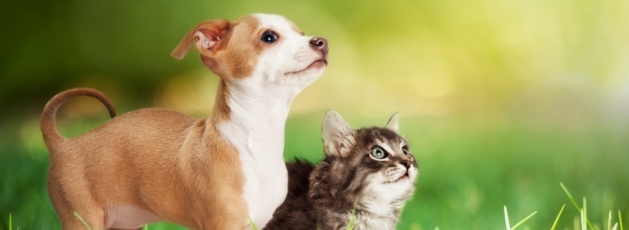Les Animaliades 2019 