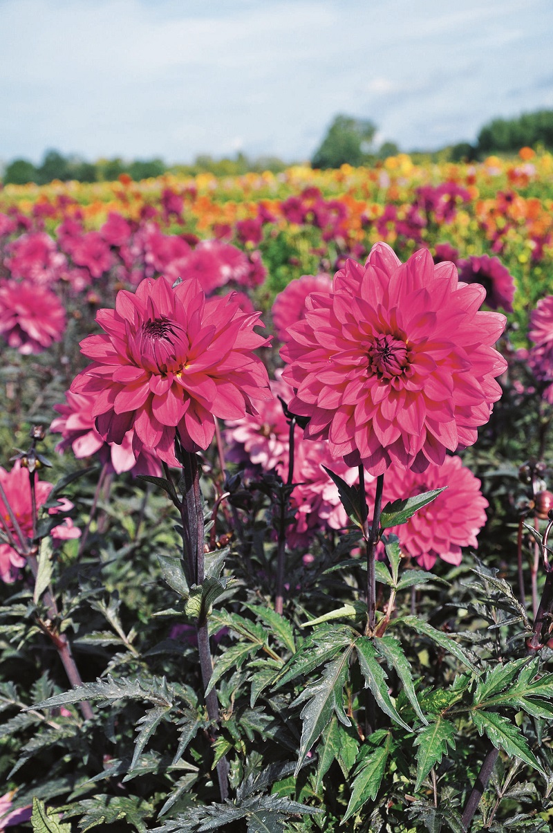 Un dahlia albigeois