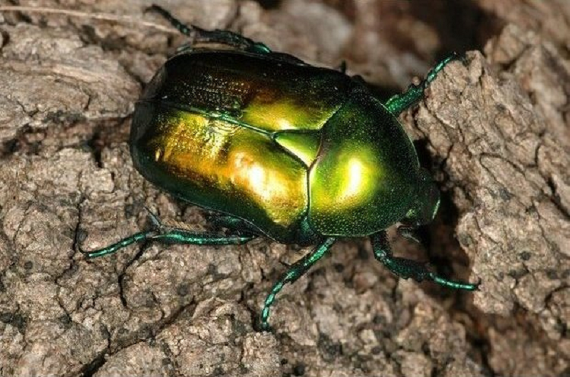 Planète Insectes : pourquoi et comment préserver les petites bêtes ?