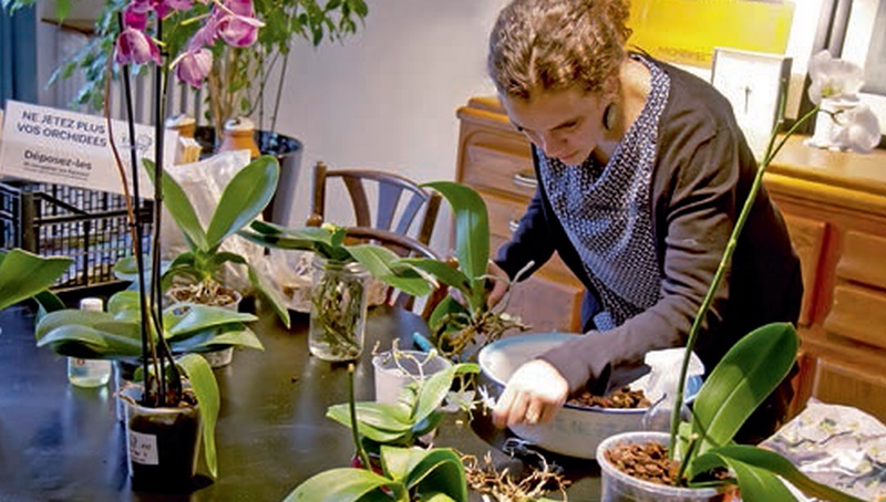 Orchidées : une nouvelle vie