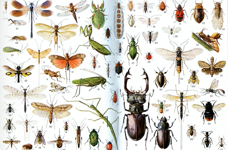 19e colloque sur la biologie de l’insecte