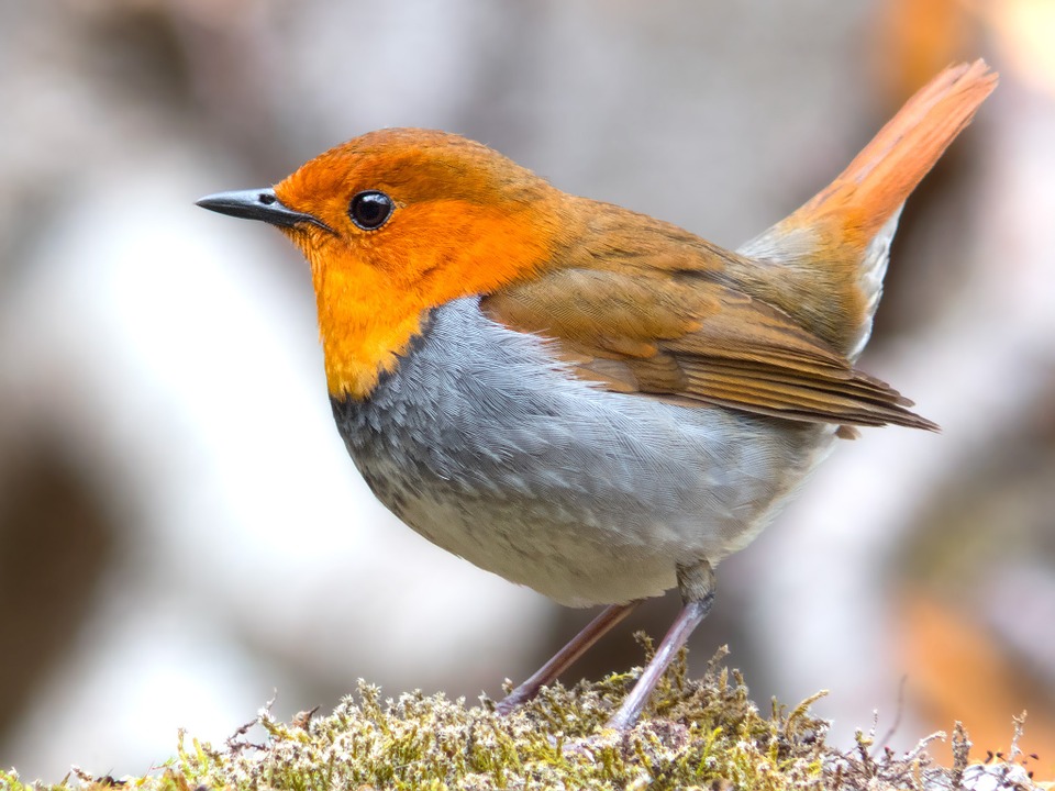 oiseau
