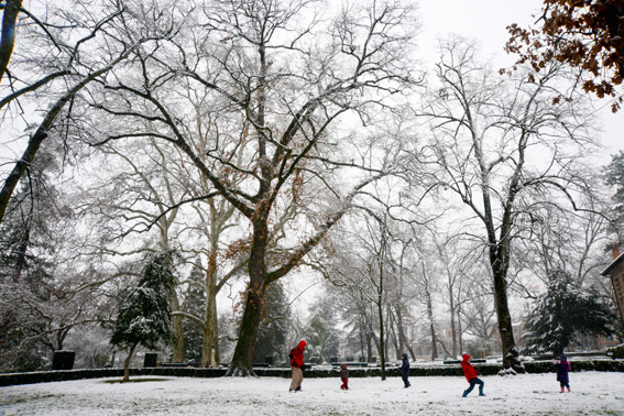 Le parc Rochegude est composé de plus de 350 arbres.