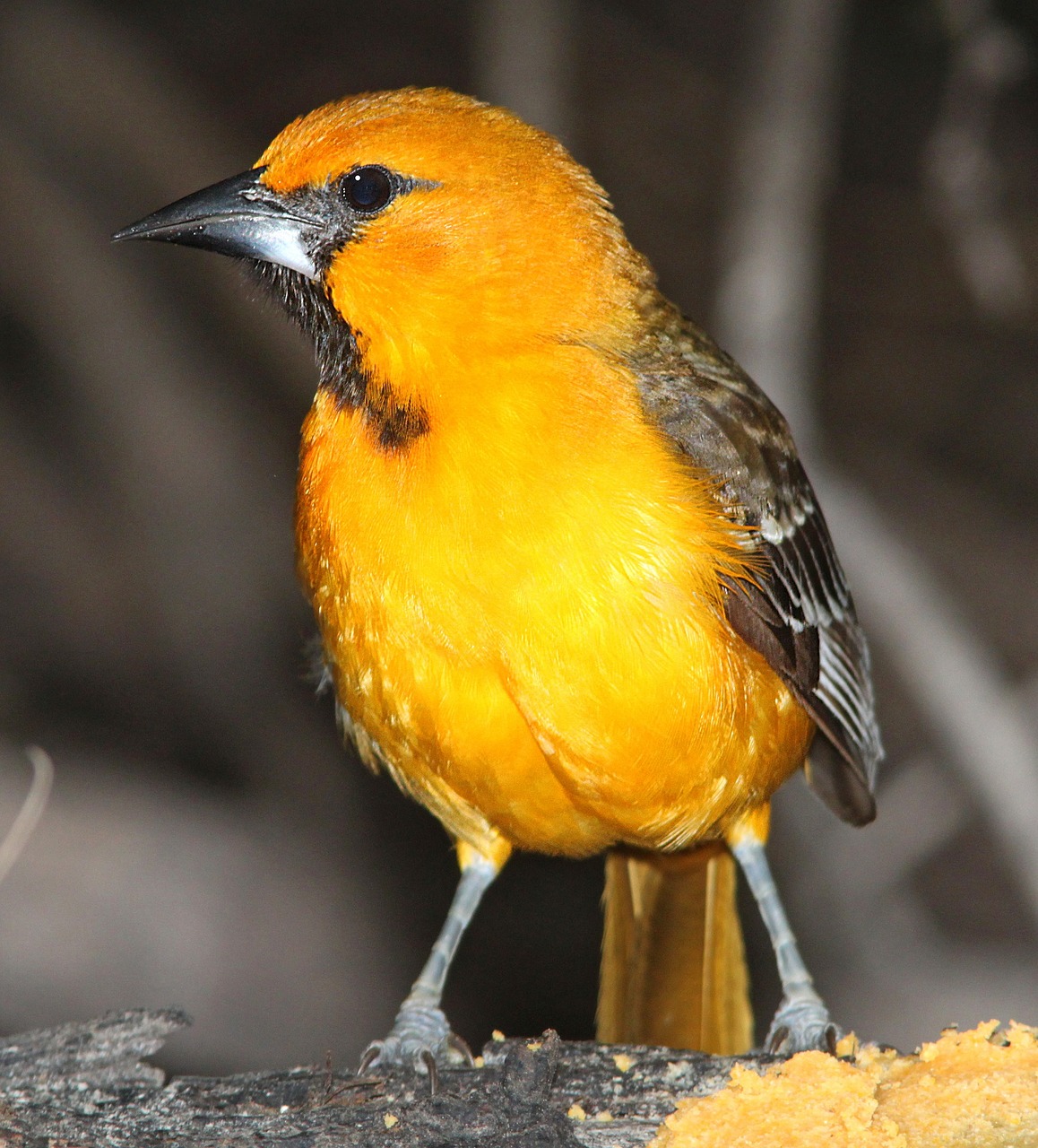 oiseau