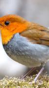 oiseau