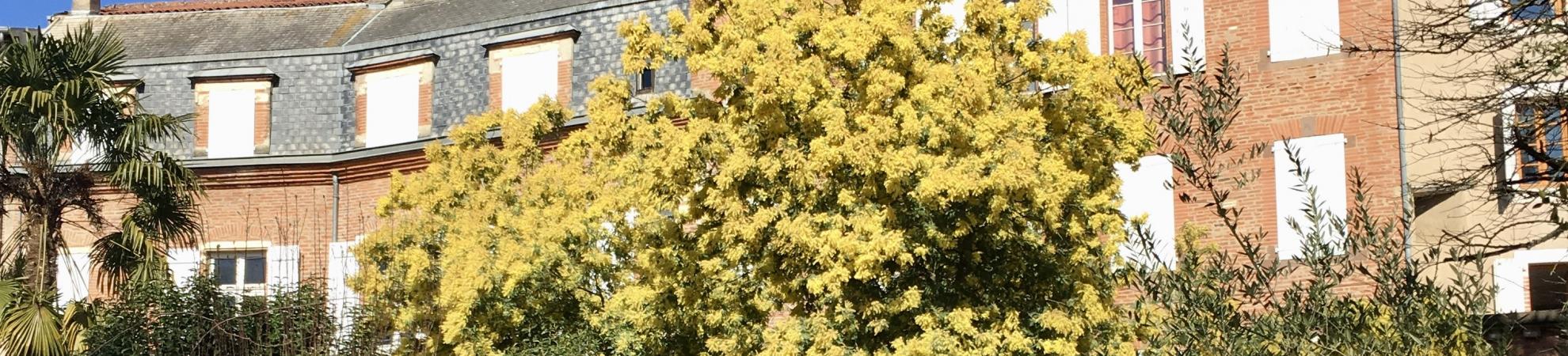 mimosa