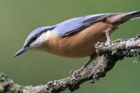 Offrez chez vous un havre de paix aux oiseaux