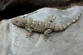 Un lézard inédit à Albi !