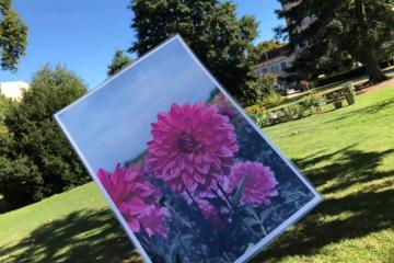 Un nouveau dahlia vient d’être créé....et il s’appelle... « ALBI »....!!!! Merci à la société Nova Flore d’avoir baptisé ainsi cette nouvelle fleur....! Une belle reconnaissance pour notre Ville, et pour nos collaborateurs du service Patrimoine Végétal, dont le travail est ainsi aussi mis en valeur....