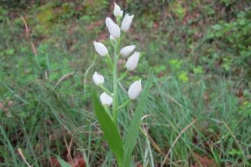 Cephalantaire longue feuille Aguillaumont