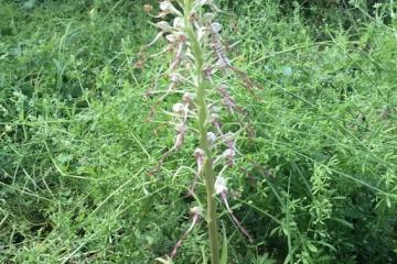 Orchis bouc B.Lailheugue 