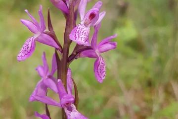  Orchis incarnat F.Fabre 