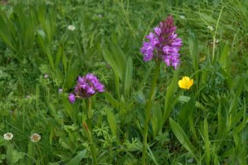  Orchis pyramidal S.Bardy 