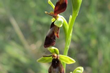 P insectifera