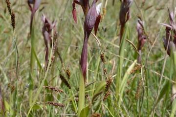  Serapia vomeracea G.Laval 
