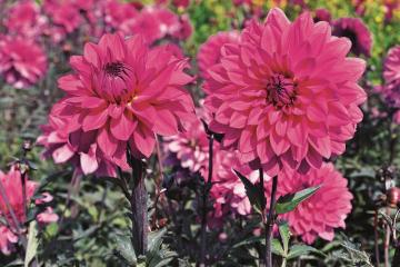 Un dahlia albigeois