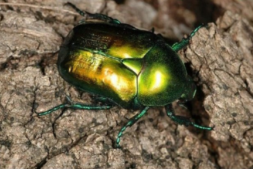 Planète Insectes : pourquoi et comment préserver les petites bêtes ?