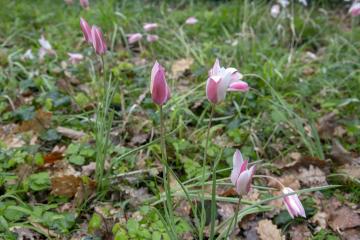 Une tulipe unique dans le Tarn découverte en plein centre d'Albi !