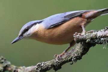 Offrez chez vous un havre de paix aux oiseaux