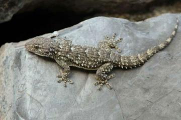 Un lézard inédit à Albi !