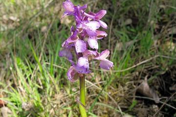 De nouvelles orchidées identifiées à Albi !